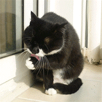 1537335682503455.gif 2.gif