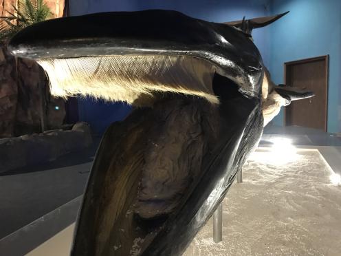 1537343340692821.jpg 3.jpg