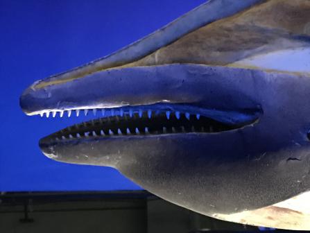 1537343608437821.jpg 1.jpg